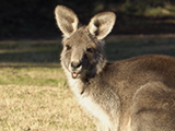 Smiling Kangaroo